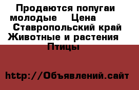 Продаются попугаи( молодые) › Цена ­ 300 - Ставропольский край Животные и растения » Птицы   